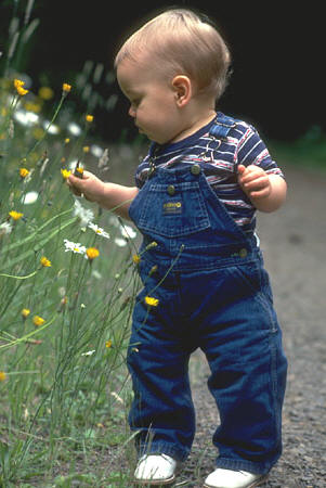 Toddler walking and looking at flowers.
